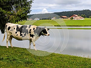 Cow, Lac des ThaillÃ¨re, Switzerland