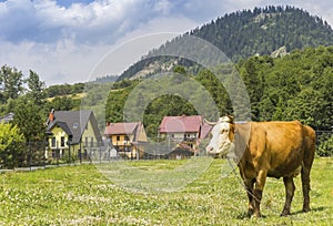 Kráva v krajině Karpat v Červeném Kláštoru