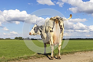 Cow with large udder, turning her head backwards, looking out over the field, standing on a dike