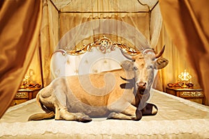 Cow on lassical bed