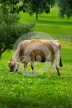 Cow on lawn. Cow grazing on green meadow. Holstein cow. Eco farming. Cows in a mountain field. Cows on a summer pasture