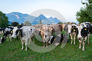 Cow on lawn. Cow grazing on green meadow. Holstein cow. Eco farming. Cows in a mountain field. Cows on a summer pasture