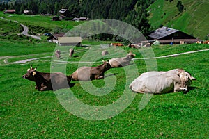 Cow on lawn. Cow grazing on green meadow. Holstein cow. Eco farming. Cows in a mountain field. Cows on a summer pasture