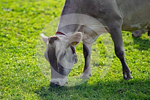 Cow on lawn. Cow grazing on green meadow. Holstein cow. Eco farming. Cows in a mountain field. Cows on a summer pasture