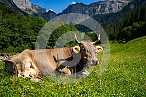 Cow on lawn. Cow grazing on green meadow. Holstein cow. Eco farming. Cows in a mountain field. Cows on a summer pasture