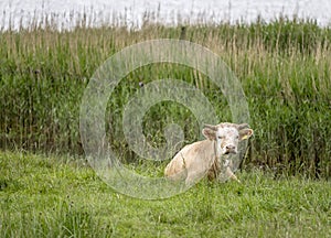 Cow laying on grass at Oresund green shore, near Niva, Denmark