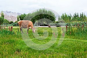 Cow in Leh Ladakh photo