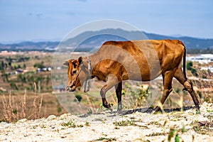 Cow leisurely walking on a rolling hillside, with a small town in the background