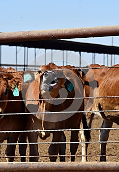 A cow lick its lips happy