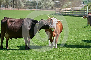 Cow licking another Cow on green field. Cute Farm Animals showing affection