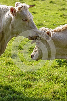 Cow licking another cow on a meadow