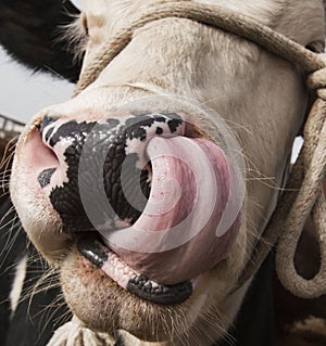 Cow Licking Nose