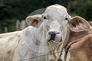 Cow licking nose photo