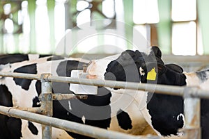 Cow licking the salt box in the agricultural farm, animal and food concept