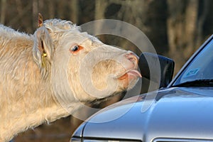 Cow licking salty rear-view mirror of car