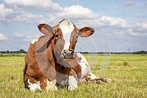 Cow lies comfortable in the field relaxed and happy, horizon and sky background