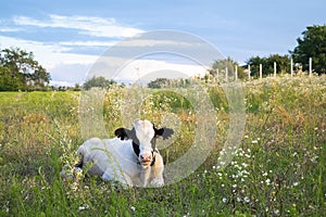 Cow lies in the green field, meadow in sunny day, beautiful landscape with copy space