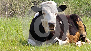 The cow lies on the green grass