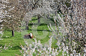 cow lies in green grass between blossoming fruit trees in spring near tiel in the netherlands