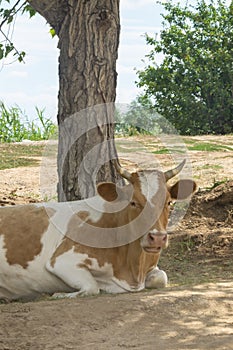 Cow lies on the ground and looks at camera. The bull is resting on summer day under tree. Selective focus, close-up