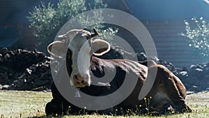 Cow Lies on the Lawn and Looks Into the Camera and Exhales Steam from Nostrils