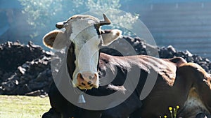 Cow Lies on the Lawn and Looks Into the Camera and Exhales Steam from Nostrils