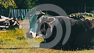 Cow Lies on the Lawn and Looks Into the Camera and Exhales Steam from Nostrils