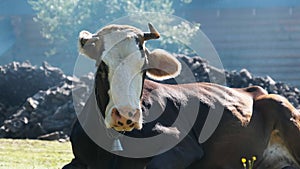 Cow Lies on the Lawn and Looks Into the Camera and Exhales Steam from Nostrils