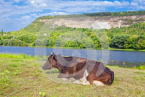 Cow lies in a pasture