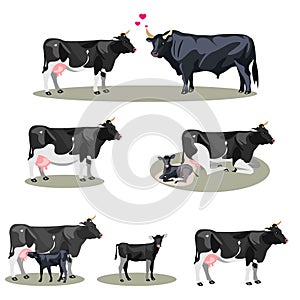 Cow Life with all stages including birth