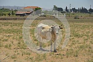 The cow of light color who is grazed in the field