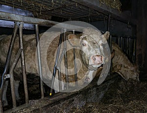 Cow livestock milk farm dairy