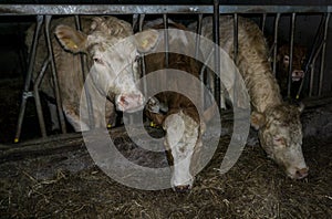 Cow livestock milk farm dairy