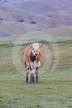 Cow livestock in new zealand farm field