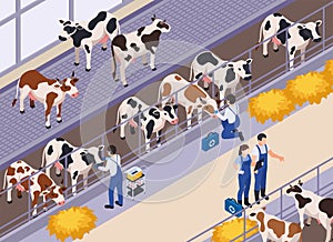 Cow Livestock Veterinary Composition
