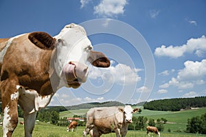 Cow with long tongue