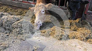 Cow with long tongue eating silage grass through gate in a shed