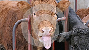 Cow with long tongue eating silage grass through gate in a shed