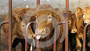 Cow with long tongue eating silage grass through gate in a shed