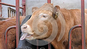 Cow with long tongue eating silage grass through gate in a shed