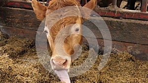 Cow with long tongue eating silage grass through gate in a shed