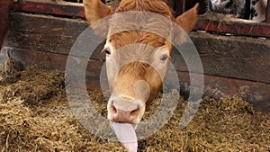 Cow with long tongue eating silage grass through gate in a shed