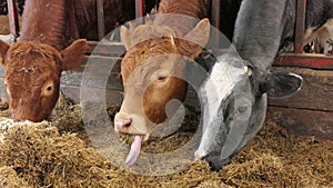 Cow with long tongue eating silage grass through gate in a shed