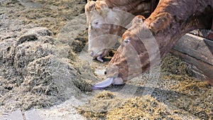 Cow with long tongue eating silage grass through gate in a shed