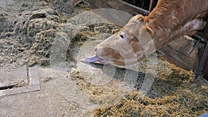 Cow with long tongue eating silage grass through gate in a shed