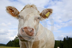 Cow look