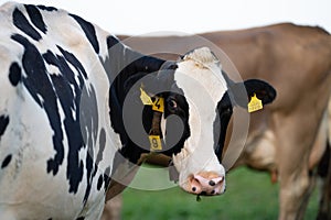 Cow is looking at camera. Close-up cows face. Dairy cattle at pasture on hill in rural. Cattle Breed pasture on grass