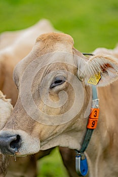 Cow is looking at camera. Close-up cows face. Dairy cattle at pasture on hill in rural. Cattle Breed pasture on grass