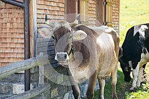 Cow looking at the camera in the european alps