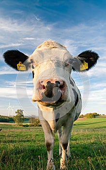 a cow looking into the camera on a green field with wind turbines in the distance